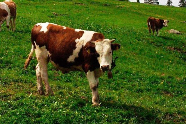 Alle ausgebxten Rinder in Rickenbach sind wieder da