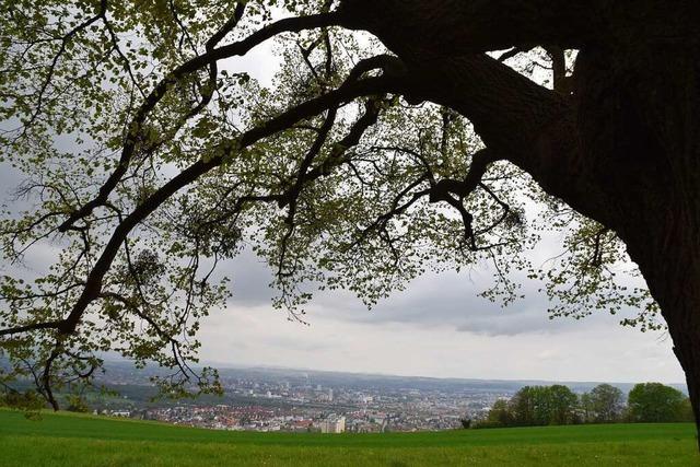 Wie die Mistel den Bumen in Lrrach das Leben schwer macht