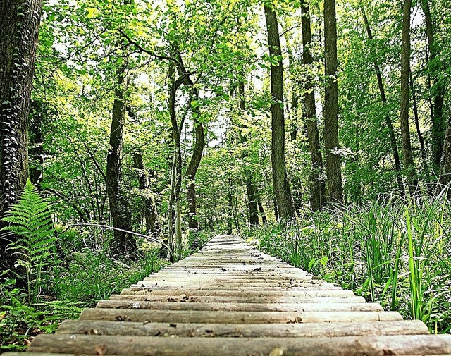 Der Wasserpfad im Sulzbachtal   | Foto: Stadt Lahr