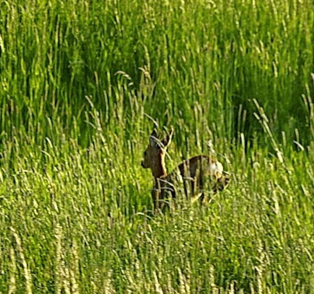 Ein Reh im knftigen Baugebiet  | Foto: Simone Palas