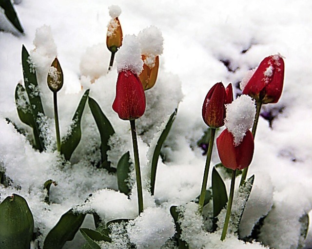 Frhlingsblumen im Schnee  | Foto: Helmut Kohler