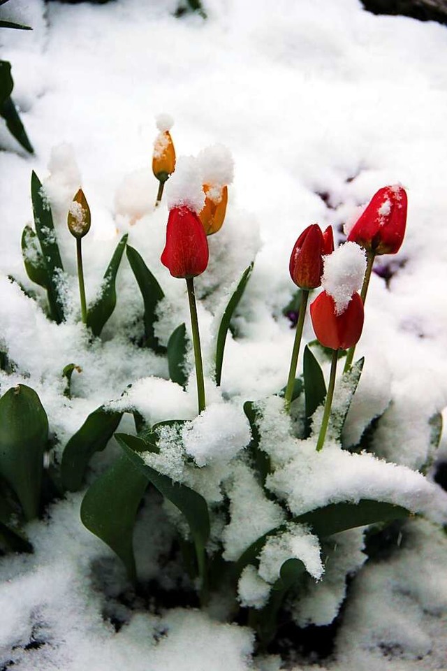 Aprilschnee mit ber fnf  Zentimetern...setze den Tulpen eine weie Mtze auf.  | Foto: Helmut Kohler