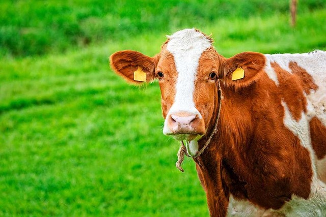 Dieses Bild zeigt eine gesunde Kuh (Symbolbild).  | Foto: reichdernatur - stock.adobe.com