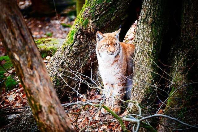 Getteter Luchs in Menzenschwand gefunden – Tier stammt wohl aus der Schweiz