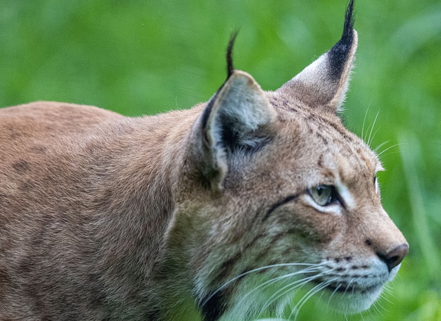 Ein Luchs (hier im Tierpark Wismar)  | Foto: Jens Bttner (dpa)