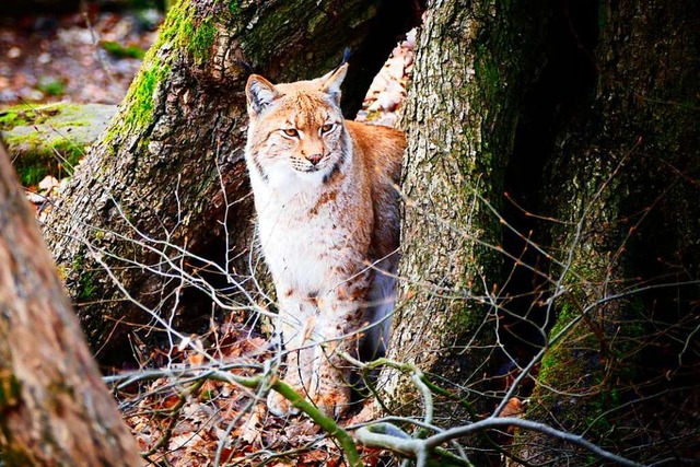 Ein junges Luchsmnnchen ist von einem unbekannten Tter gettet worden.   | Foto: Jrg Beckmann (dpa)