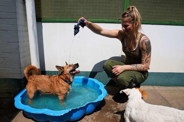 Was macht ein Tierheim?