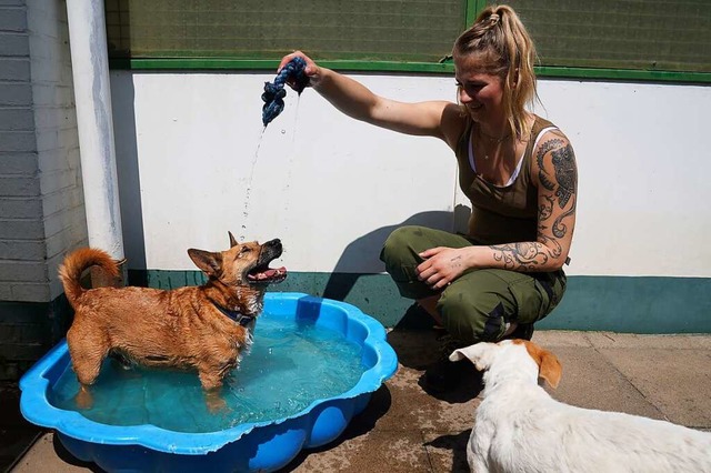 Eine Tierpflegerin spielt in einem Hamburger Tierheim mit einem Hund.  | Foto: Marcus Brandt (dpa)