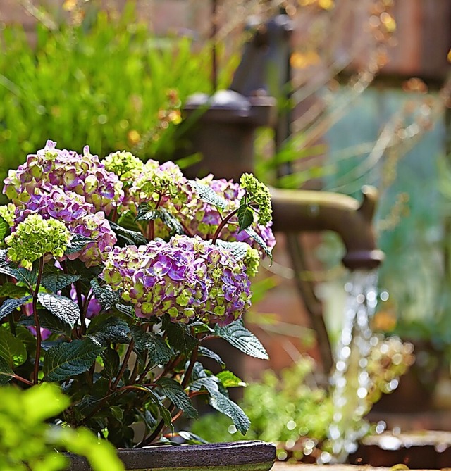 Hortensien verleihen dem Garten ein idyllisches Flair.  | Foto: Floragard