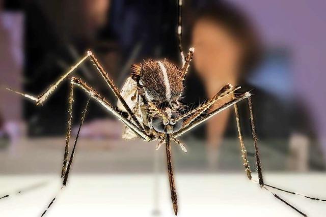 Wie gefährlich sind eingewanderte Stechmückenarten in Deutschland?
