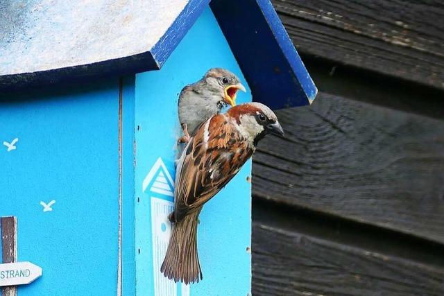 Mietertausch im Vogelhaus: Ein Sperlingsfamilie zieht ins Meisenhuschen