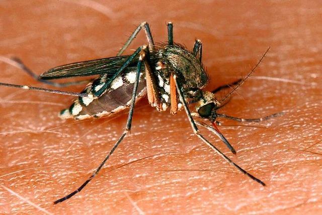 Warum stechen Mücken und warum jucken ihre Stiche?