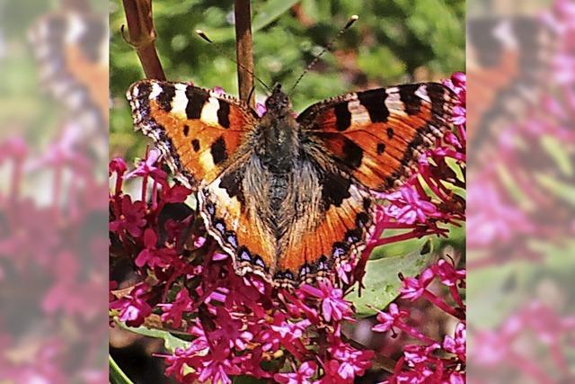 Insekten zhlen in der Natur