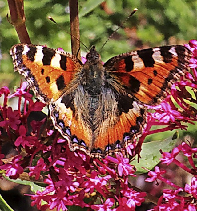 Schmetterlinge lieben warmes, sonniges...gt den Kleinen Fuchs (Aglais urticae).  | Foto: Dorothe Kuhlmann
