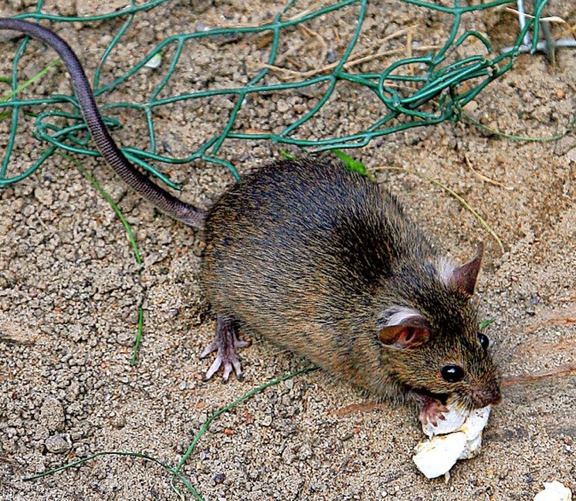 Eine kleine Ratte frisst in einer Parkanlage Abfall.   | Foto:  Arno Burgi