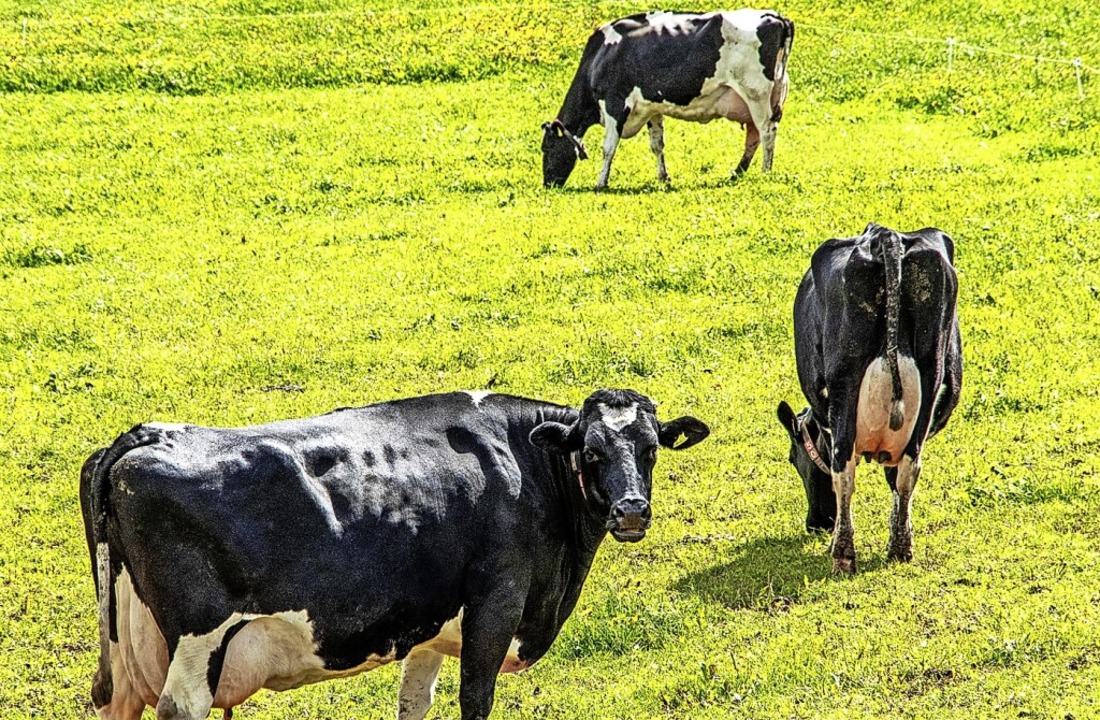 Neu geregelt wird die künstliche Rinderbesamung auf Gemarkung Grafenhausen.  | Foto: Wilfried Dieckmann