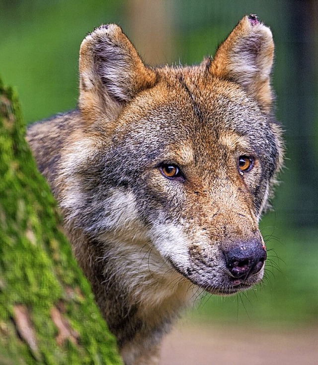Das Thema Wolf polarisiert.  | Foto: Lino Mirgeler (dpa)