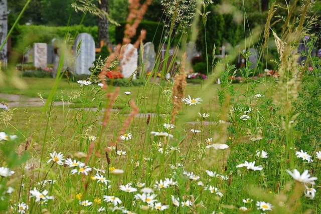 Es blht auf dem Weiler Friedhof &#821... Ramtillkraut zum Opfer gefallen wre.  | Foto: Hannes Lauber