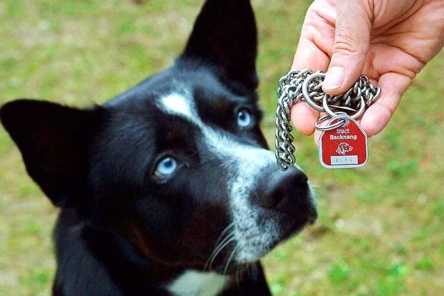 Hundesteuer steigt in Meienheim um zehn Prozent