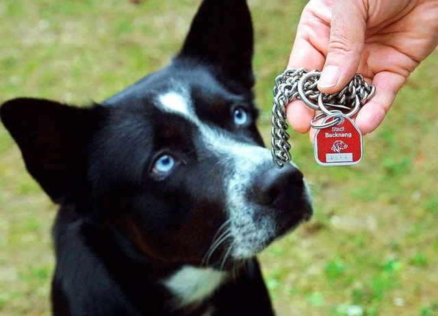 Die Hundesteuermarke soll es auch zuknftig geben.  | Foto: Harry Melchert