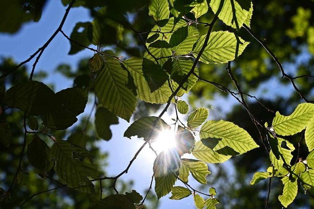 Durch Bume im Hardtwald scheint die Sonne.  | Foto: Uli Deck (dpa)