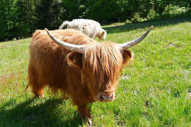 Wieso weiden Schottische Hochlandrinder nun in Frhnd?