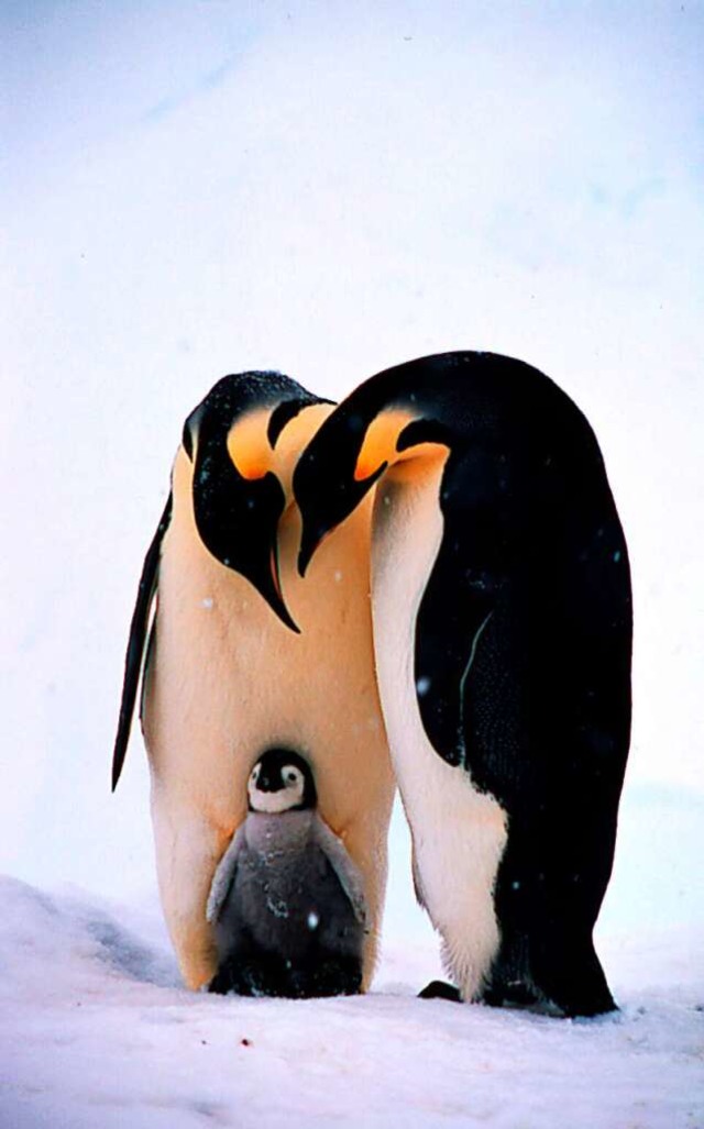Pinguine leben in der Antarktis.  | Foto: Fritz Polking, WWF (dpa)