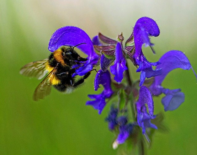 Blumenwiesen sind wichtig fr Insekten.    | Foto: Wolfgang Scheu