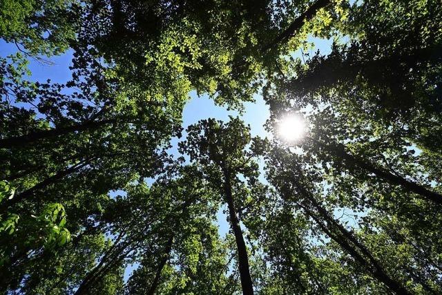 Der regenreiche und khle Frhling war gut fr den Wald