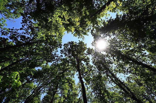 Licht am Horizont beim Zustand des baden-wrttembergischen Waldes  | Foto: Uli Deck (dpa)