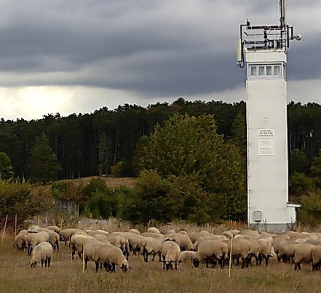 Schafen grasen am Grenzstreifen.  | Foto: Claudia Diemar