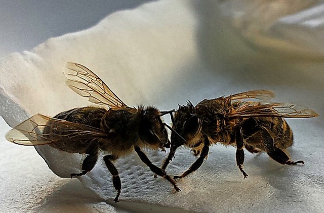 Die zwei Bienen sind noch etwas benommen, aber am Leben.  | Foto: privat
