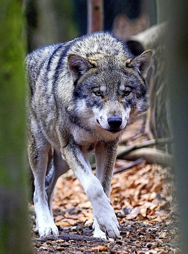 Im Schwarzwald wurden bislang nur einzelne Tiere nachgewiesen.  | Foto: Klaus-Dietmar Gabbert (dpa)