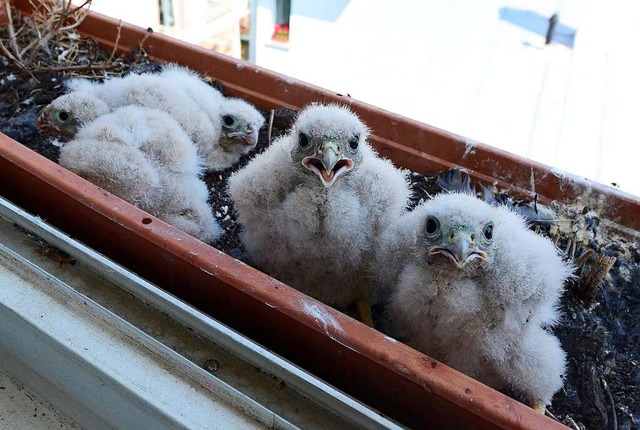 Die vier Turmfalken-Babys warten auf Futter.  | Foto: Ingo Schneider