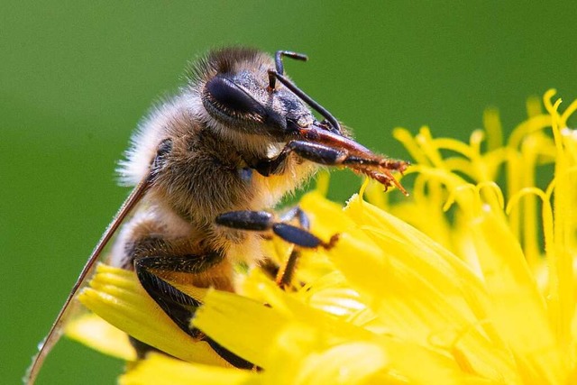 Biene bei der Arbeit  | Foto: Sebastian Gollnow (dpa)