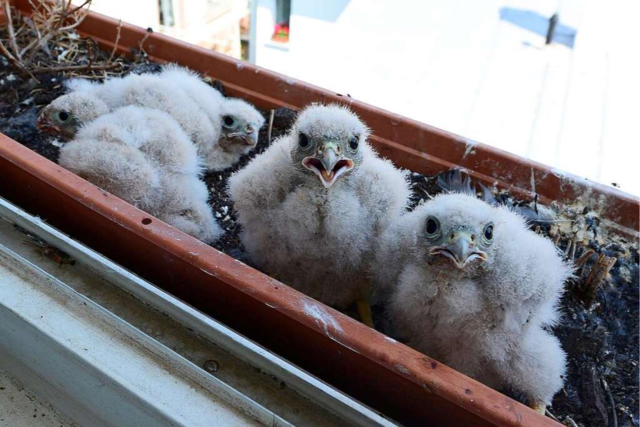 Nistende Turmfalken im Stream