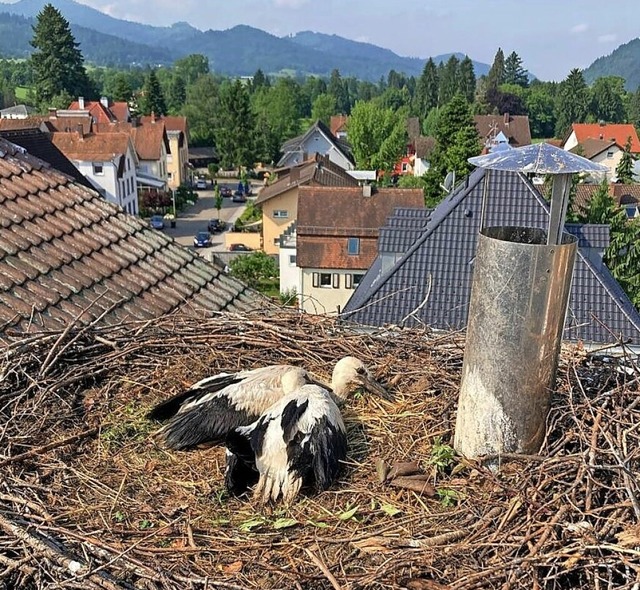 Diesem jungen Storch brachte die Feuerwehr Waldkirch einen Furing an.  | Foto: Feuerwehr Waldkirch