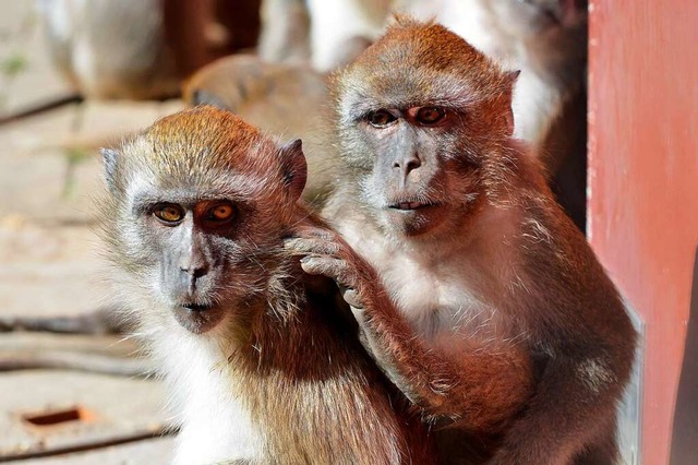 Zwei der Affen auf dem Mundenhof in trauter Zweisamkeit  | Foto: Michael Bamberger