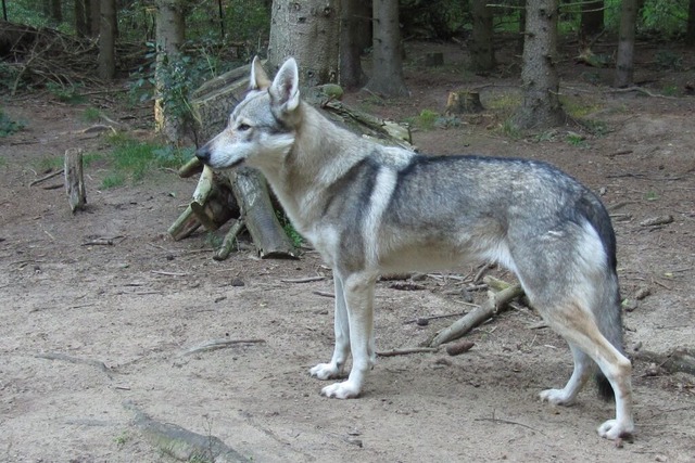 Ein Wolfshund  | Foto: Forstliche Versuchsanstalt