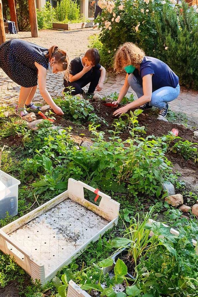 Elf Beete werden von den Drittklsslern der Kastelbergschule gepflegt.   | Foto: Theresa Steudel