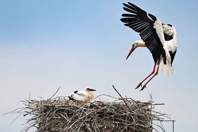 Storch im Anflug auf das Nest  | Foto: Arne Dedert (dpa)
