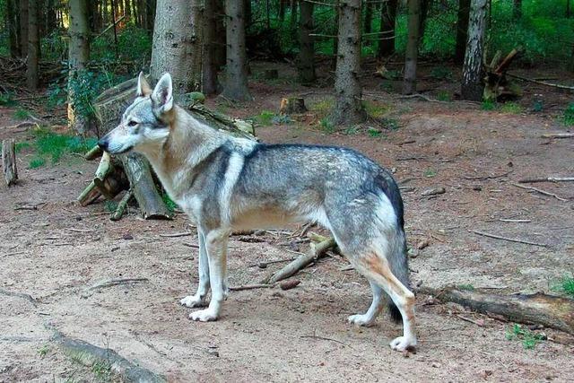 Nachdenken htte geholfen: Wenn in Todtnau Wolfshunde zu Wlfen werden