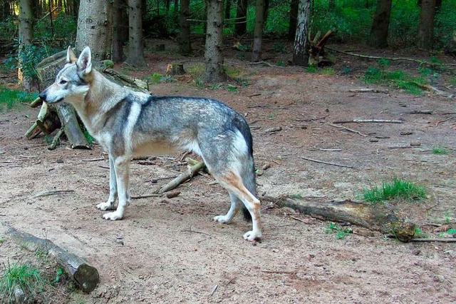 Tschechoslowakischer Wolfshund  | Foto: Forstliche Versuchsanstalt