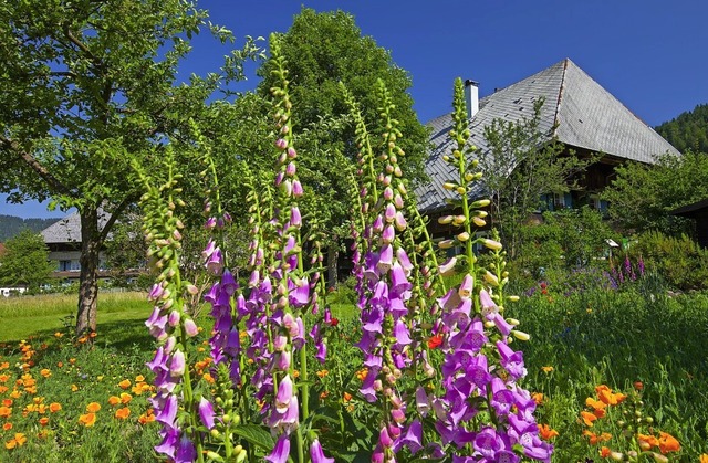 Bauerngrten wie dieser sind Paradiese fr Insekten   | Foto: Clemens Emmler