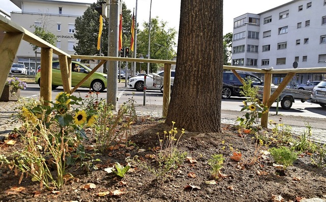 Frisch angepflanztes Baumbeet am Engelplatz   | Foto: Maja Tolsdorf