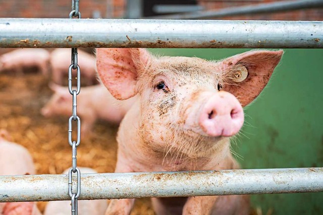 Das Bioschwein lebt ganz fein &#8211; fr viele Artgenossen ndert sich nichts.  | Foto: Mohssen Assanimoghaddam (dpa)