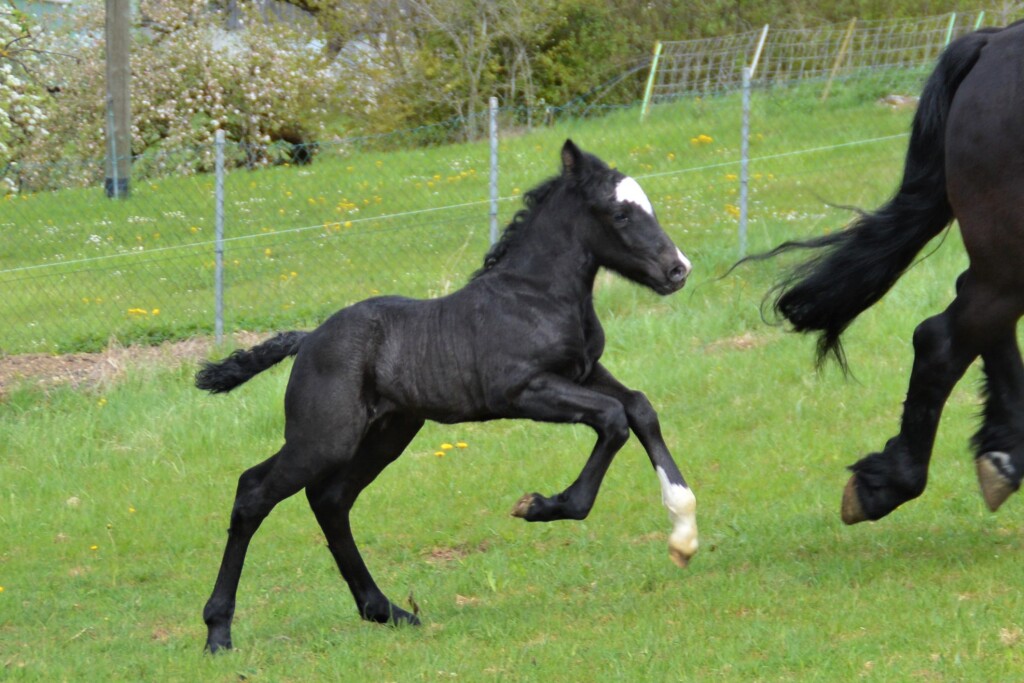 Bei der Zucht von Schwarzwälder Kaltblütern muss die Farbe stimmen