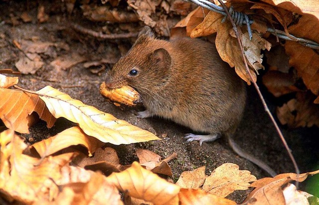 Die niedliche Rtelmaus kann das gefhrliche Hantavirus bertragen.  | Foto: dpa