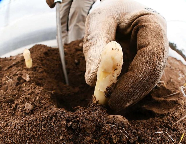 Die Spargelernte macht viel Arbeit.  | Foto: Uli Deck (dpa)