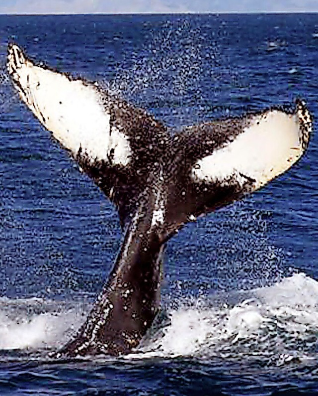 Die Schwanzflosse eines Buckelwals  | Foto: AFP